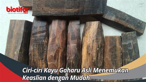 Harga Kayu Bet Veloz: Panduan Komprehensif