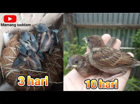 Kartika sari bolen pisang ukuran kecil