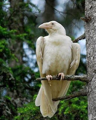 Harga burung gagak putih. .  ...