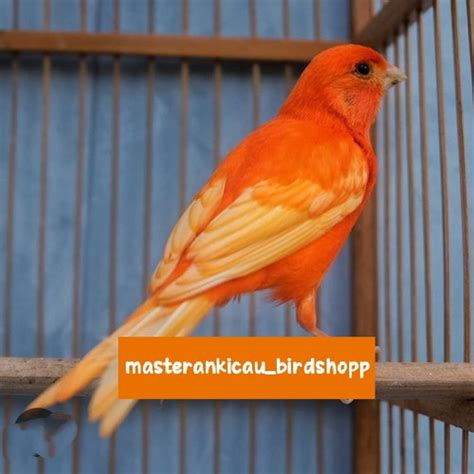 Harga burung kenari mata merah. .  <a href=https://lake-curator-alpha.nexlabs.c...
