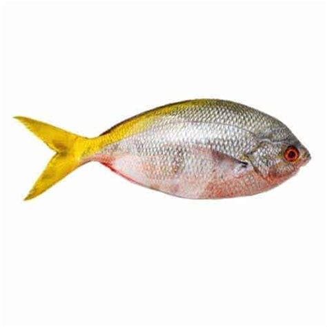 Harga ikan ekor kuning 1 kg. .  <a href=https://findlamp.ru/dwqozetu/berwi...