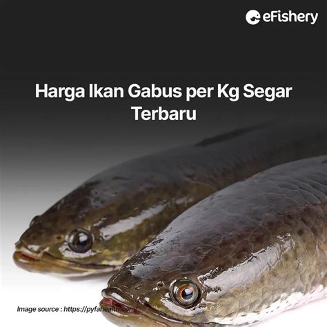 Buku cara cepat belajar membaca jilid 1 2 3 bacalah