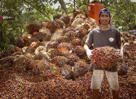 Harga kernel sawit per kg. 393,39 per kilogram, sementara kernel berada...