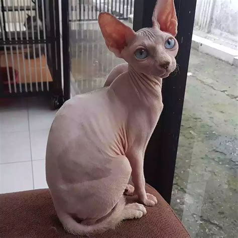Harga kucing sphynx hitam.  Bisa COD Promo & Diskon Terlengkap Cashback Gratis Ongkir Cicilan 0%...