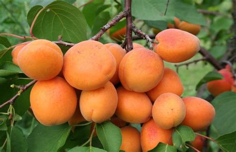 Hargrand Apricot Tree On Sale - Buy Online from …