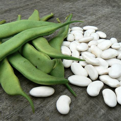 Description Uses of Haricot Beans Haricot beans are small dry white beans which are a staple in baked bean dishes along with soups and chilis. There are numerous alternate names for haricot beans including Boston beans, navy beans, pearl haricots, and fagioli. The beans are roughly oval shaped and flattened, with a pure white edible skin. The .... 