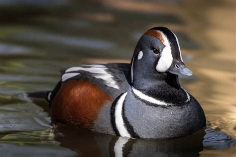 Harlequin Ducks in Westcroft Find Ducks at Freeads in Westcroft…