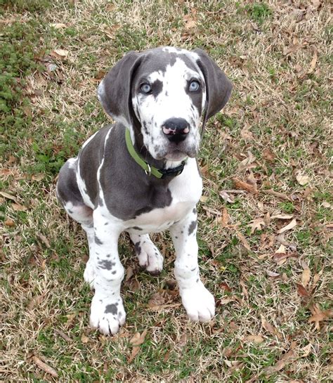 Harlequin great dane puppies. 28–32 inches. Weight: 110–175 pounds. Lifespan: 7–10 years. Colors: Black and white aka harlequin. Suitable for: Families, singles with enough space for their size. … 