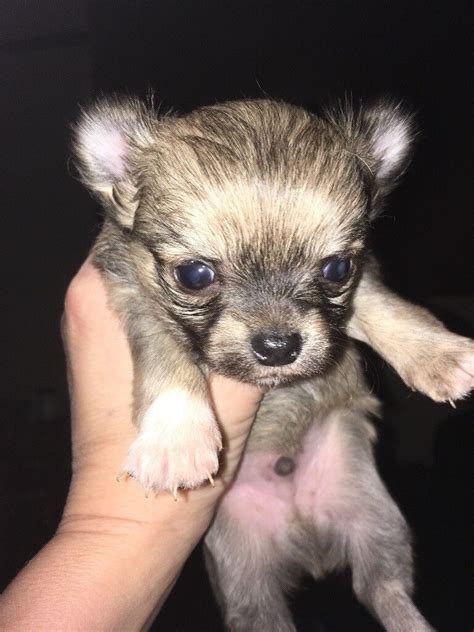 Harley Long Coat is a Chihuahua puppy for sale in Mountain …