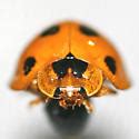 Harmonia (genus)