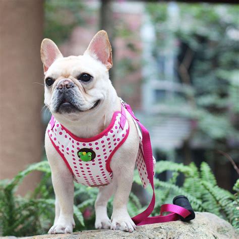 Harness For Puppy French Bulldog