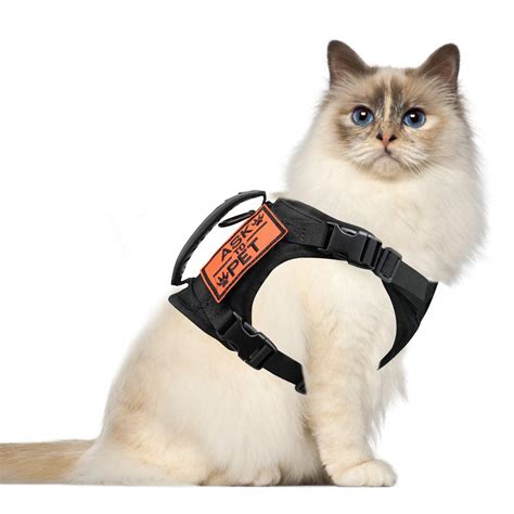 Harness Training A Cat: Easy Steps So Your Cat Will Actually Walk In One