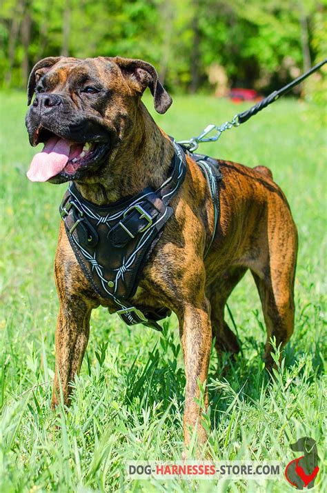 Overview - Boxer. Boxers are large, muscular, square-headed dogs who look imposing — that is, until you look into their eyes and see the mischief and joy of life reflected there. Because of their playful nature and …. 