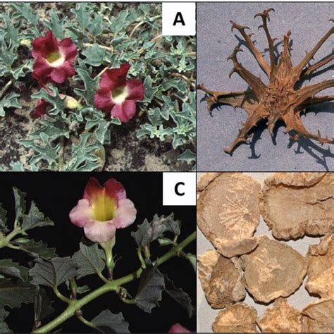 Harpagophytum procumbens Research Breakdown Examine.com