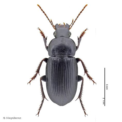 Harpalus (Cryptophonus) litigiosus Dejean 1829