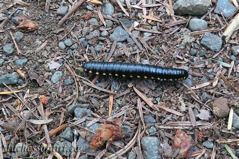 Harpaphe haydeniana (cyanide millipede) The Duchess of Dirt