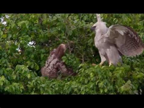 Harpy Eagle Vs Sloth