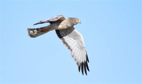 Harrier Hawk Call Sound / Northern Harrier Hawk Call Sound / Marsh Hawk …