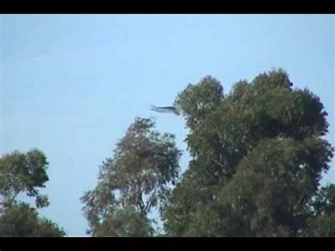 Harrier hawk hovering - YouTube