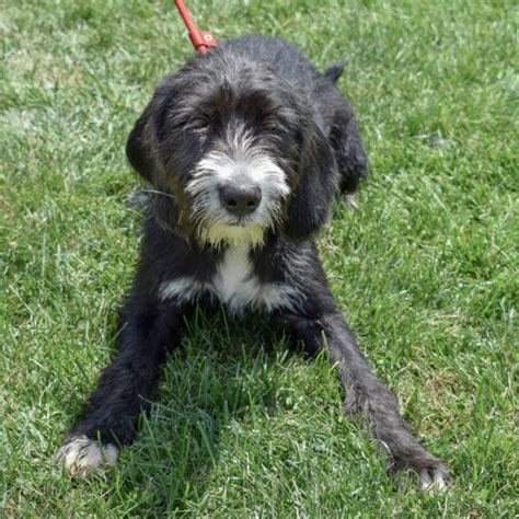 Harrison animal shelter. .  <a href=https://chat.takeitoff.me/assets/images/...