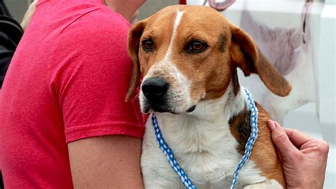 Harrison county animal shelter. Search for dogs for adoption at shelters near Harrison County, MS. Find and adopt a pet on Petfinder today. 