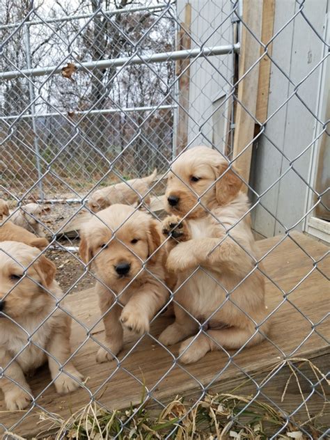 Willow (Dam to our 2019, 2020, 2022, 2023 litters) comes from a strong breeding legacy, born of Stoney Creek Farm, established in 1994. For three decades, Stoney Creek Farm created a highly sought after golden retriever line best known for producing its 'Big, Blonde and Boxy' Golden Retrievers. As fate had it, Stoney Creek Farm re-entered our lives …. 