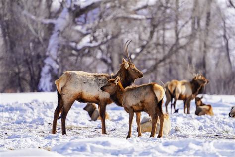 Harsh winter could mean fewer hunting licenses in part of Colorado 