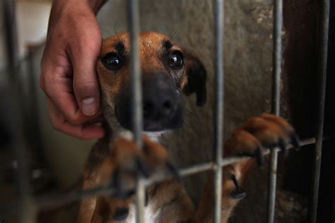 The Hartford Animal Shelter is getting more dogs into the shelter than it can handle Hartford Animal Shelter Partnered with Hartford Police Department, Bloomfield, Connecticut. . 