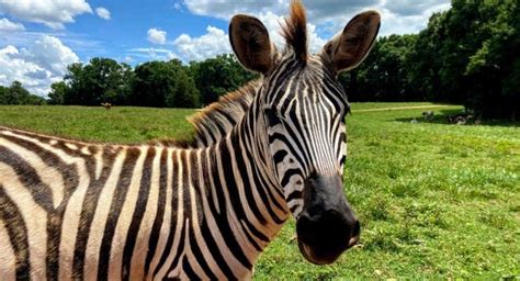 Hartwell animal safari. Things To Know About Hartwell animal safari. 