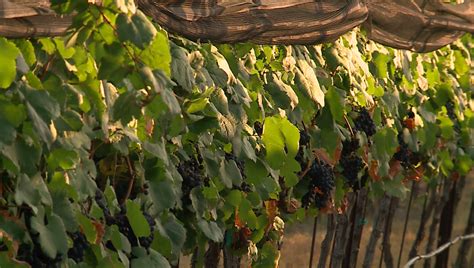 Harvest Season 2023: Texas vineyards race to pull grapes in scorching heat