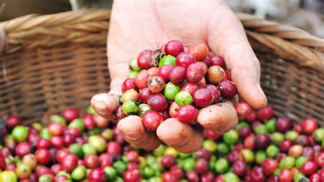 Harvest coffee. Things To Know About Harvest coffee. 