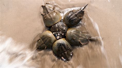 Harvest of horseshoe crabs, needed for blue blood, stopped during spawning season in national refuge