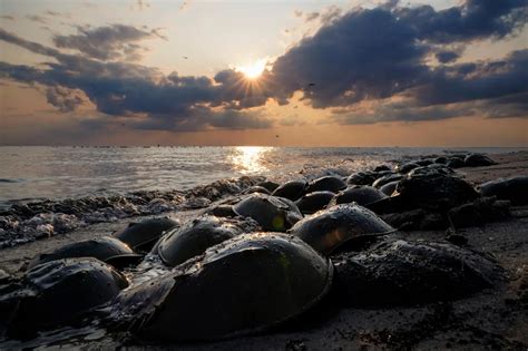Harvest of horseshoe crabs, used for medicine and bait, to be limited to protect rare bird