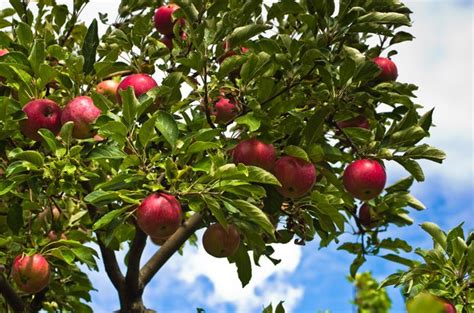 Harvest the Goodness: Empower Your Garden with Fruit Bearing Trees