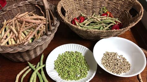 Harvesting Blackeye Peas And Zipper Cream Peas - YouTube