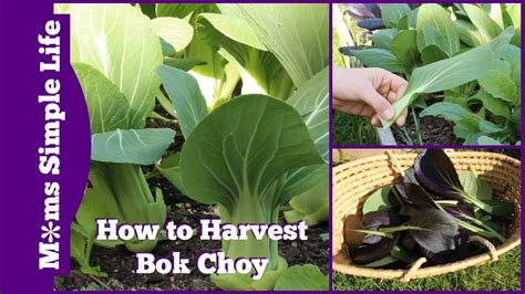 Harvesting Bok Choy #shorts #garden #love #food #free - YouTube