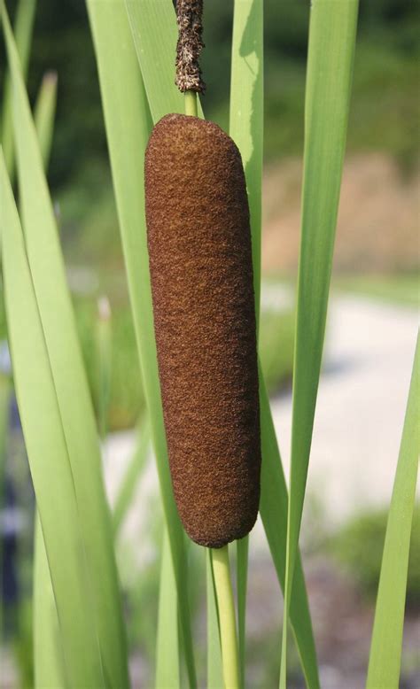 Harvesting Cattails For Food - Learn How To Harvest Cattails