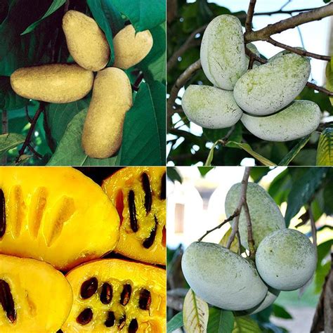 Harvesting Pawpaw Trees - Stark Bro