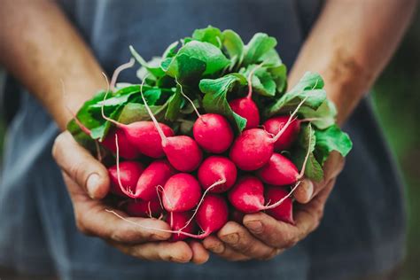 Harvesting Radishes – Learn When To Pick Radishes