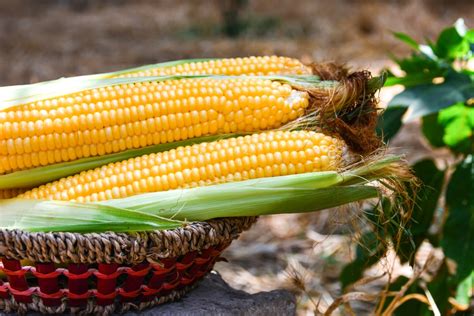 Harvesting Sweetcorn & Babycorn (Video) - Victoriana Nursery