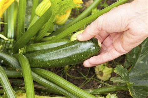 Harvesting Zucchini - Vegetable Gardening