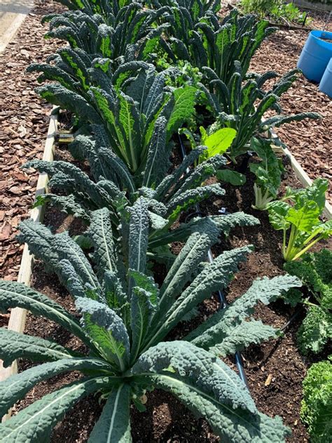 Harvesting and Preparing Kale from the Garden - UF/IFAS …