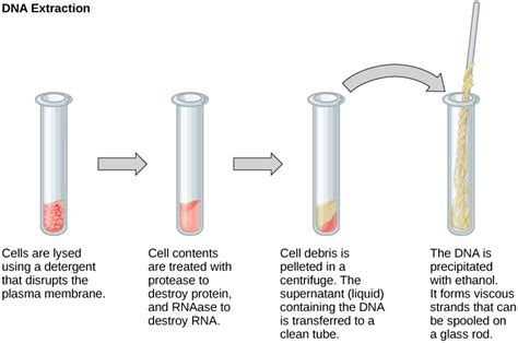 Has anyone ever used the glass wool method to extract DNA from ... - Reddit