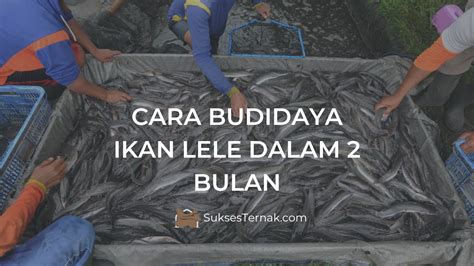 Hasil togel hongkong satu bulan. Dapat ikan lele besar.