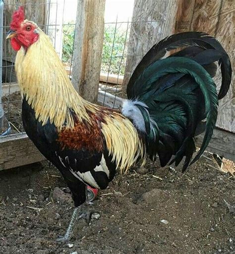 Depending on the variety, the color of feathers can be black, red or mixed. They have a small pea comb. Most of the Asil varieties are big in size and very hardy. Diseases are pretty less. On an average an adult Asil rooster weights about 3kg – 4kg, and an adult hen can weight about 2.5kg – 3kg.