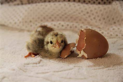 Hatched. Things To Know About Hatched. 