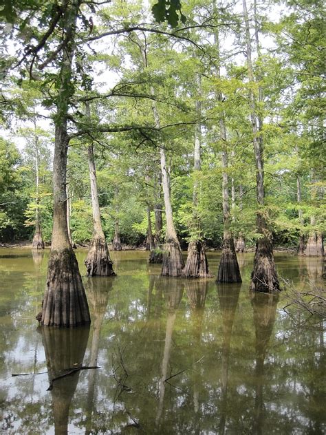 Hatchie National Wildlife Refuge, a Tennessee National Wildlife …