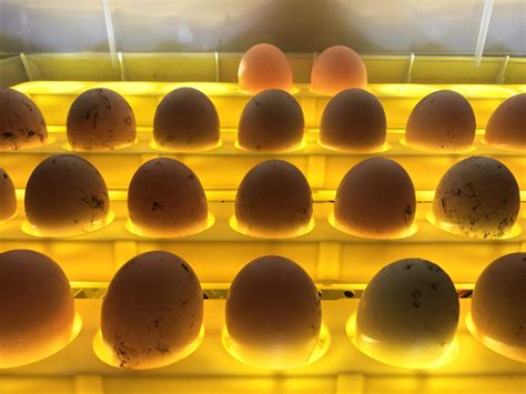 Hatching Eggs with an Incubator Science Lesson