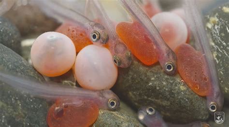 Hatching and survival of the salmon