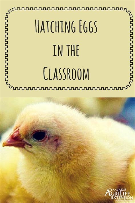 Hatching eggs in the classroom a teachers guide. - Manual til volkswagen golf 3 1996.